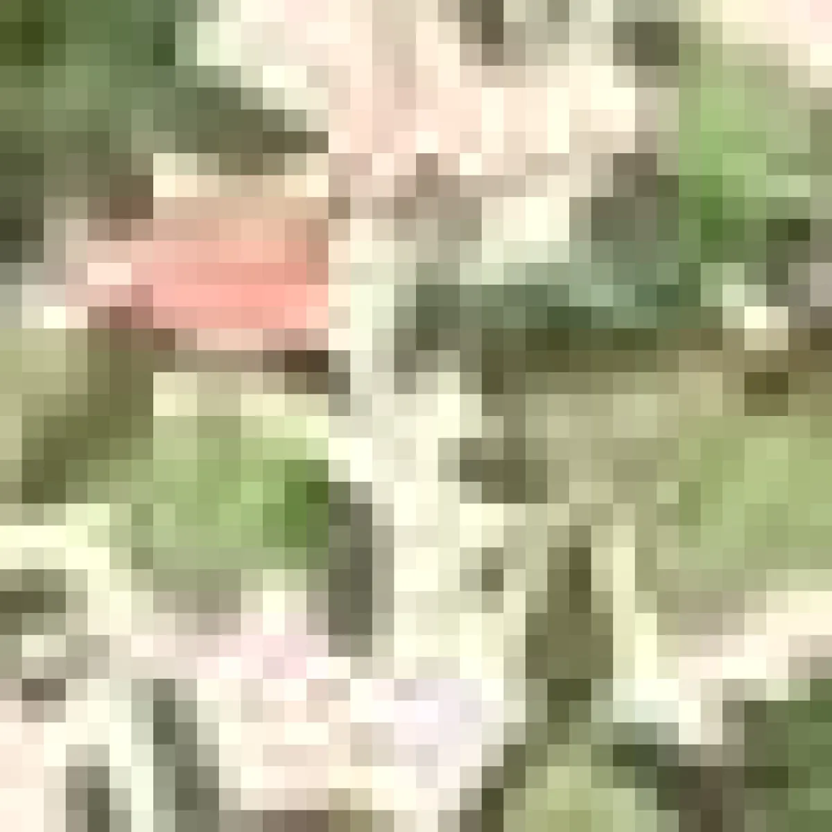 Moye Guayaba Wallpaper