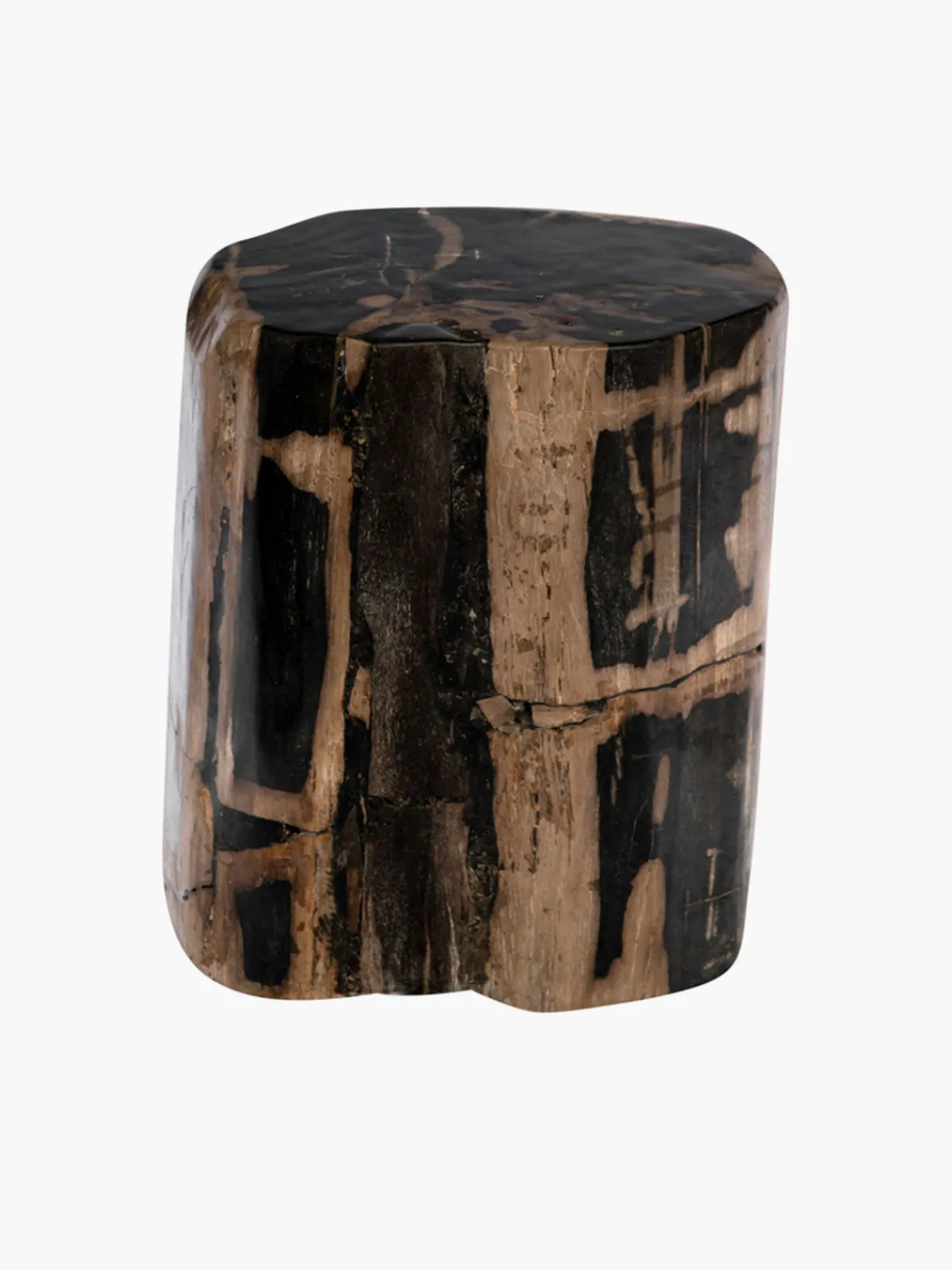 Casa Chiqui Fossilized Wood Log