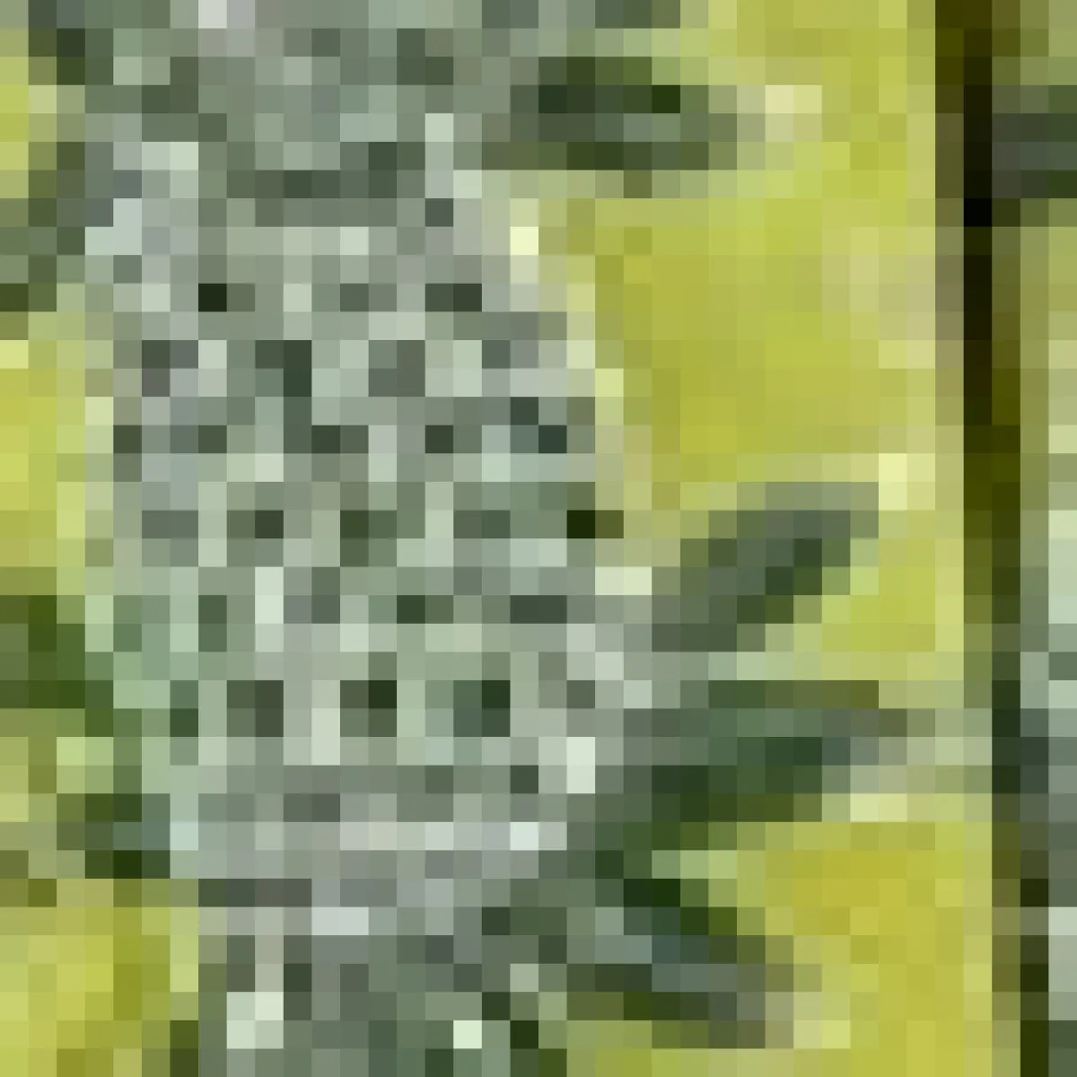 Maison Alma Safari Gabardine